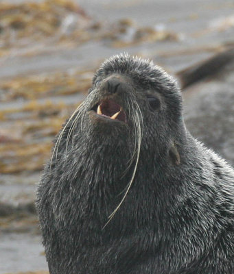Fur Seals, Sea Lions