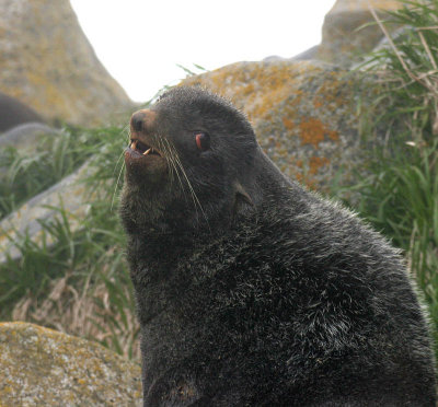 Northern Fur Seal