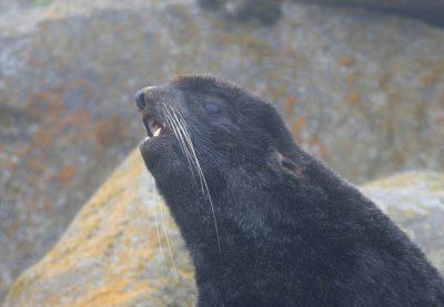 Northern Fur Seal