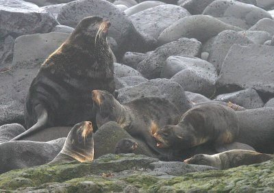 Northern Fur Seal