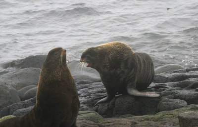 Northern Fur Seal