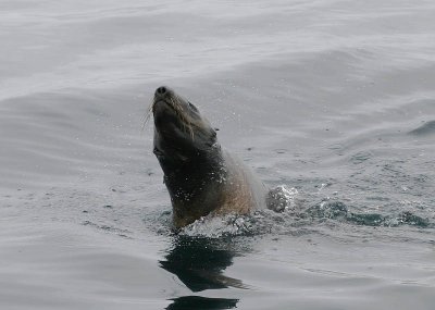 Northern Fur Seal