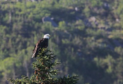 Bald Eagle