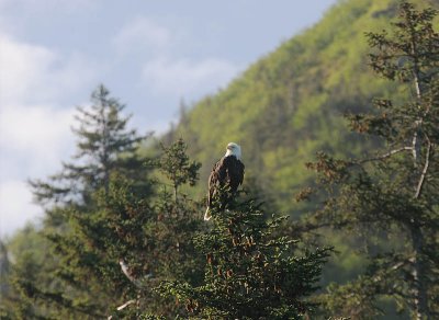 Bald Eagle