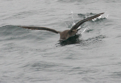 Sooty Shearwater