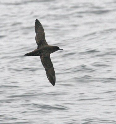 Sooty Shearwater