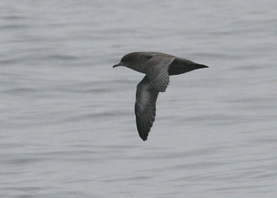 Sooty Shearwater