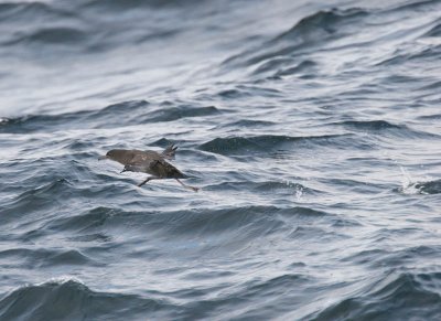 Sooty Shearwater