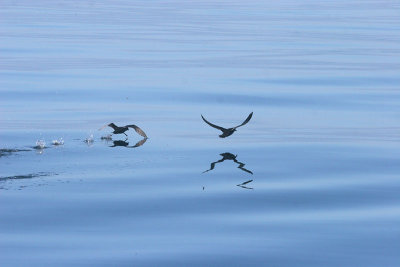 Sooty Shearwater