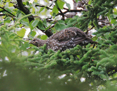 Spruce Grouse