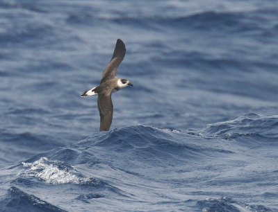 Black-capped Petrel