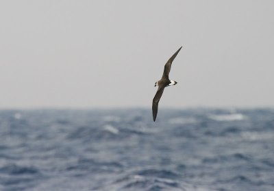 Black-capped Petrel