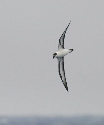 Black-capped Petrel