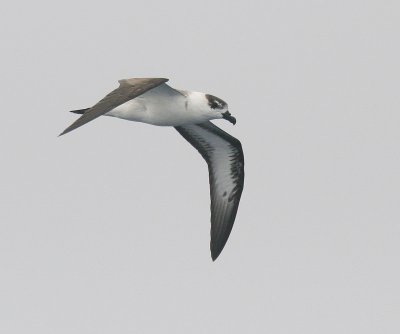 Black-capped Petrel