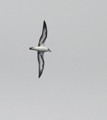 Black-capped Petrel