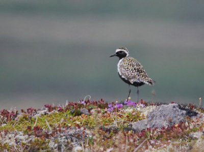 Pacific Golden-Plover