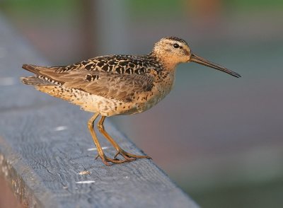 Short-billed Dowitcher, Pacific form