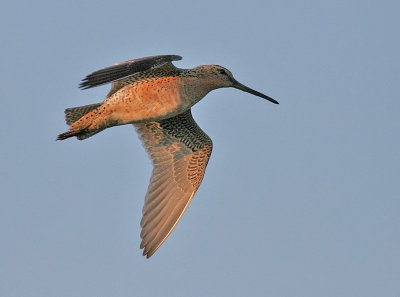 Short-billed Dowitcher (Pacific)