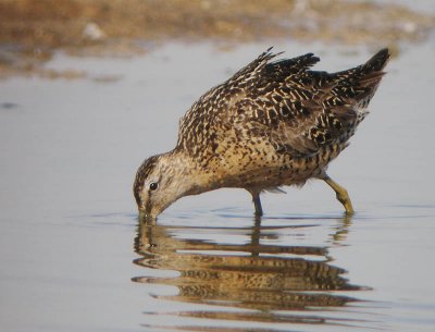 Short-billed Dowitcher (Pacific)