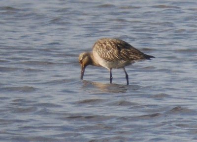 Bar-tailed Godwit