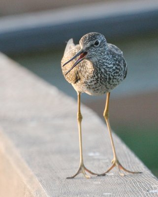 Lesser Yellowlegs