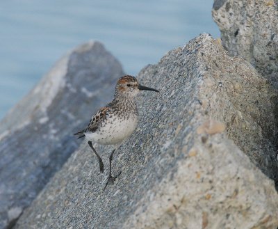 Western Sandpiper