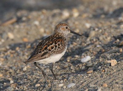 Western Sandpiper