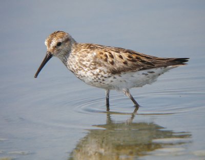 Western Sandpiper