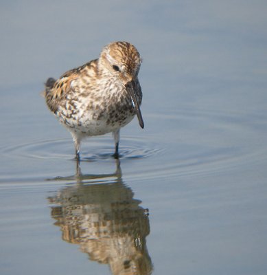 Western Sandpiper