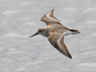 Western Sandpiper