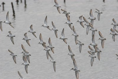 Western Sandpiper