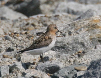 Red-necked Stint