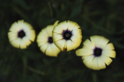 African Violet