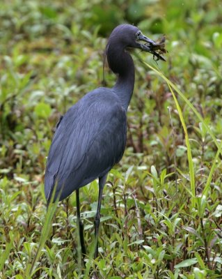 Little Blue Heron - HJ2K3352