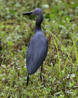 Little Blue Heron - HJ2K3356