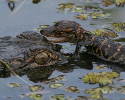 Alligator mother with baby  - HJ2K3510