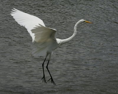 Great Egret - HJ2K3828