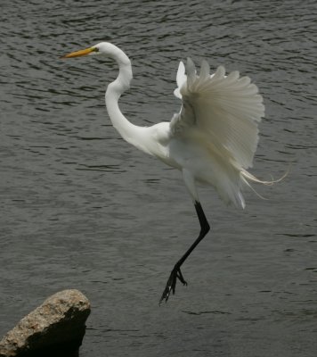 Great Egret - HJ2K3843