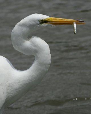 Great Egret - HJ2K3886