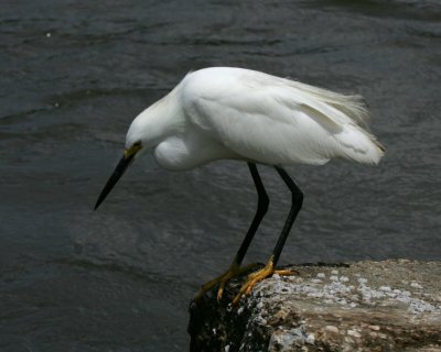 Snowy Egret - HJ2K4008