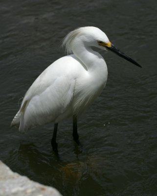 Snowy Egret - HJ2K4065