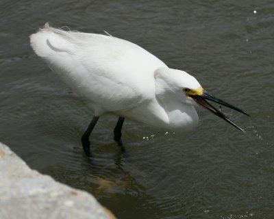 Snowy Egret - HJ2K4090