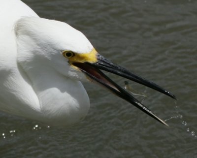 Snowy Egret - HJ2K4090