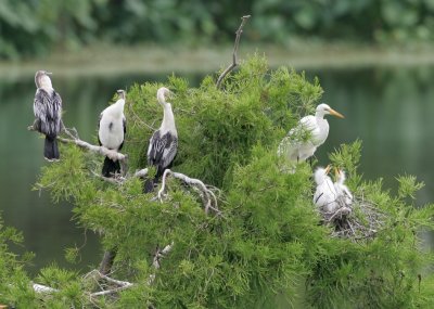 Anhingas (left) and Great Egrets (right) - HJ2K4521