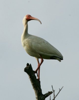 White Ibis - HJ2K4819