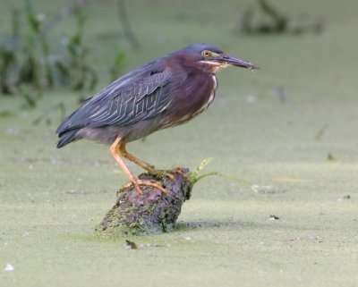 Green Heron - HJ2K4875