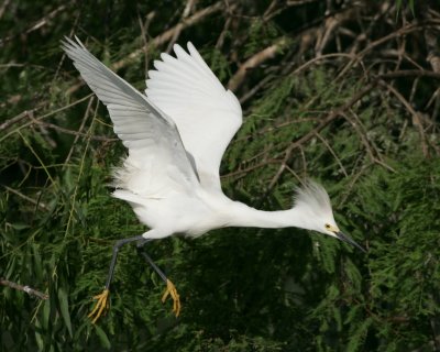 Snowy Egret - HJ2K5085