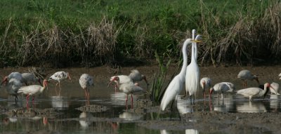 Great Egret & White Ibis - HJ2K5327