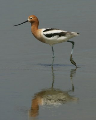 American Avocet - HJ2K5607