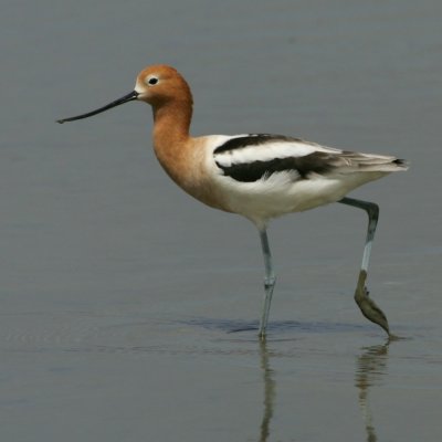 American Avocet - HJ2K5607